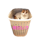 にゃんちゃん家（個別スタンプ：2）