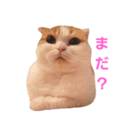 にゃんちゃん家（個別スタンプ：10）
