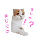 にゃんちゃん家（個別スタンプ：18）
