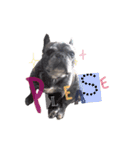 KOU'S *BUHI LIFE（個別スタンプ：18）