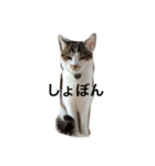 むった その1（個別スタンプ：1）