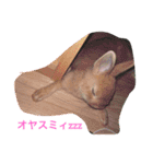 ひでちゃんのペット達（個別スタンプ：2）