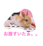 ひでちゃんのペット達（個別スタンプ：4）