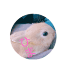 ひでちゃんのペット達（個別スタンプ：7）