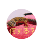 ひでちゃんのペット達（個別スタンプ：8）