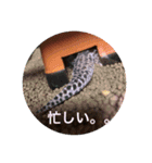 ひでちゃんのペット達（個別スタンプ：11）