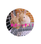 ひでちゃんのペット達（個別スタンプ：13）