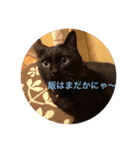 ひでちゃんのペット達（個別スタンプ：14）