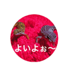 ひでちゃんのペット達（個別スタンプ：15）