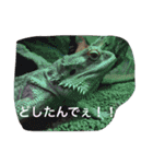 ひでちゃんのペット達（個別スタンプ：16）