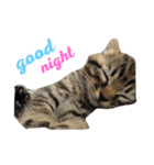 内山家の猫達（個別スタンプ：1）