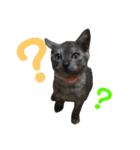 内山家の猫達（個別スタンプ：2）