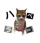 内山家の猫達（個別スタンプ：3）
