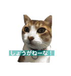 内山家の猫達（個別スタンプ：5）
