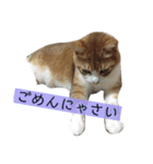 内山家の猫達（個別スタンプ：6）