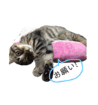 内山家の猫達（個別スタンプ：7）