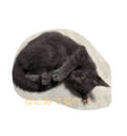 我が家のねこちゃん！（個別スタンプ：3）