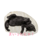 我が家のねこちゃん！（個別スタンプ：4）