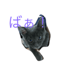 我が家のねこちゃん！（個別スタンプ：6）