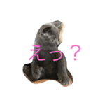 我が家のねこちゃん！（個別スタンプ：7）