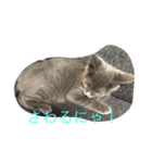 我が家のねこちゃん！（個別スタンプ：8）