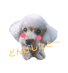 宮崎弁プ～イ（個別スタンプ：1）