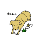 愛犬ライラムの毎日（個別スタンプ：28）