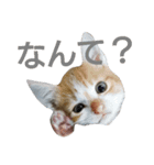 うちのきゃわたん（個別スタンプ：1）