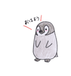 ペンギン ラム（個別スタンプ：1）