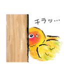 太陽餅♡世界で一番かわいいニョオウインコ（個別スタンプ：7）