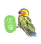 太陽餅♡世界で一番かわいいニョオウインコ（個別スタンプ：23）