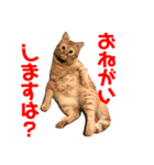 愛猫むさし（個別スタンプ：1）