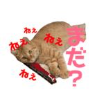 愛猫むさし（個別スタンプ：2）