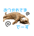 愛猫むさし（個別スタンプ：3）