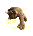 愛猫むさし（個別スタンプ：4）