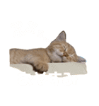 愛猫むさし（個別スタンプ：5）