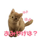 愛猫むさし（個別スタンプ：7）