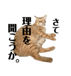 愛猫むさし（個別スタンプ：8）