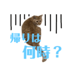 愛猫むさし（個別スタンプ：10）
