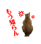 愛猫むさし（個別スタンプ：11）