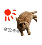 愛猫むさし（個別スタンプ：12）