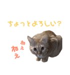 愛猫むさし（個別スタンプ：13）