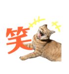 愛猫むさし（個別スタンプ：14）