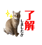 愛猫むさし（個別スタンプ：15）
