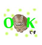 愛猫むさし（個別スタンプ：16）