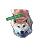 そらまめwithひな（個別スタンプ：1）