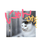 そらまめwithひな（個別スタンプ：3）