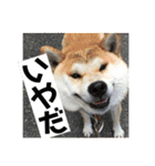 そらまめwithひな（個別スタンプ：11）