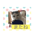 そらまめwithひな（個別スタンプ：12）