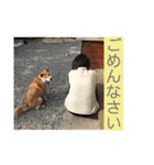 そらまめwithひな（個別スタンプ：13）